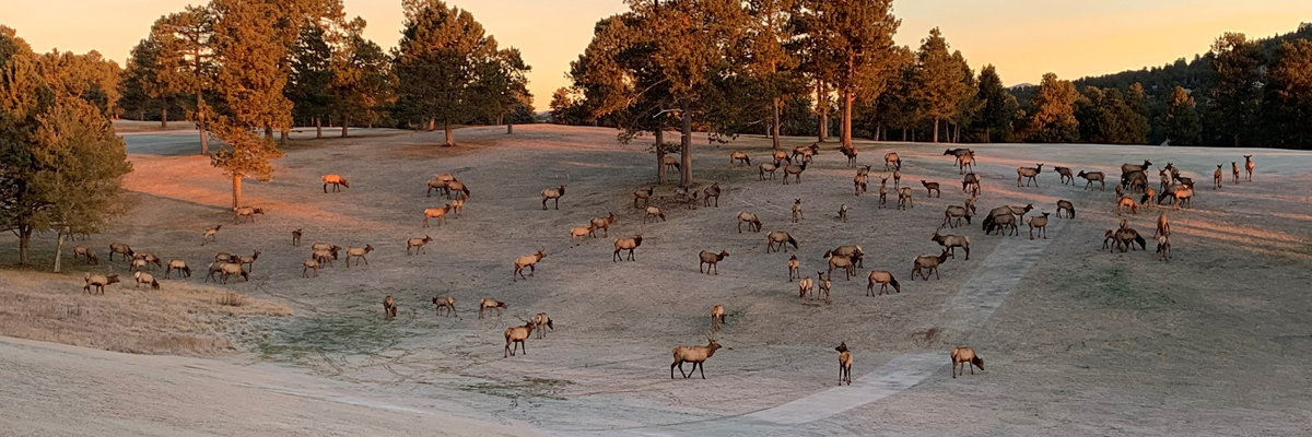 Elk on a golf course